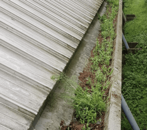 Happy customers in Blackwater who trust The Roof Moss Cleaners for gutter cleaning services